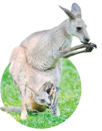 Kangaroos keep cool by licking their forearms.