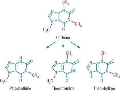 caffeine structures inside the body  
