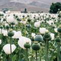 Field of opium poppies