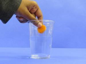 Placing carrot slice in water.