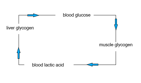 Cori cycle: blood glucose to muscle glycogen to blood lactic acid to liver glycogen
