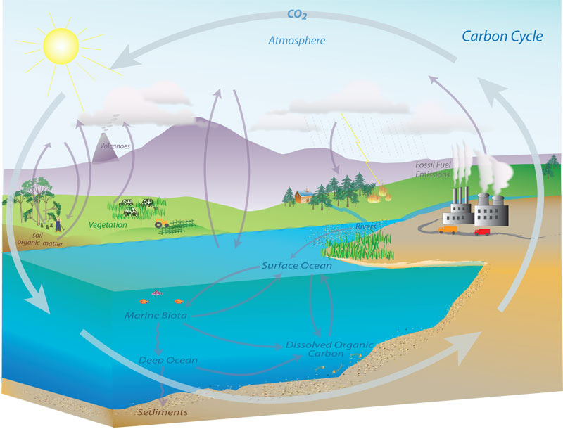 Ilustración del ciclo del carbono