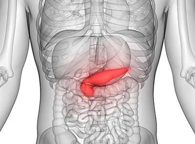 Scientific illustration of a human torso with the pancreas highlighted in red, located at the base of the ribs