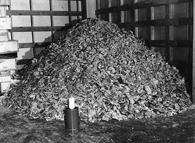 Black and white photograph of a pile of pig and cow pancreases