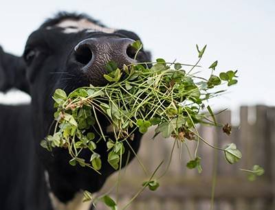 A black cow with white spots munches on a handful of clover
