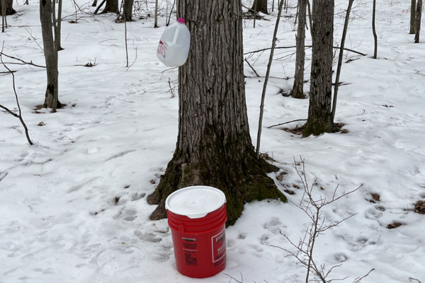 Image of sap bucket