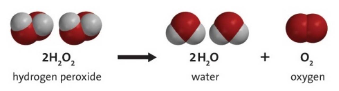 Hydrogen peroxide turns into water and oxygen when a catalyst is added
