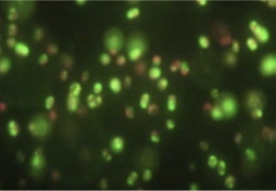 microalgae
