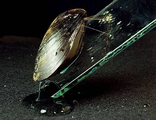A mussel attaches to a sheet of glass via sticky plaques and hair-like threads.