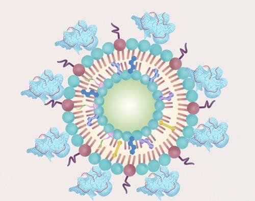 drawing of a lipid nanoparticle