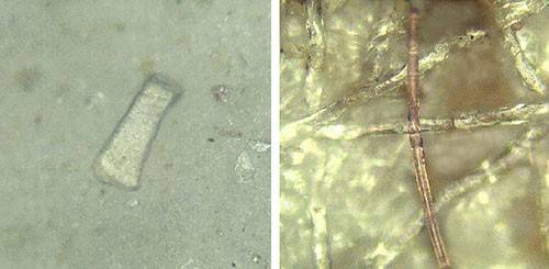 composite photograph of microscope images of two types of microplastic samples 