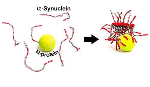 illustration of protein interaction