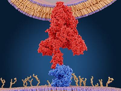 Scientific rendering of proteins on a coronavirus. Spike protein is shown in red above protein showing in blue, with glycans in gold on host cell surface.