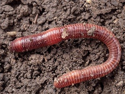 Close-up of an earthworm sitting on dirt