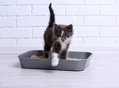 A small dark gray and white tuxedo kitten stepping out of a litterbox