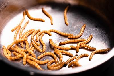 Larvae cooking in a metal pot