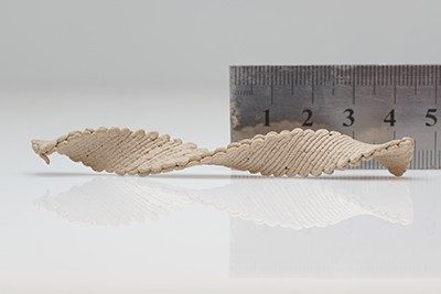 A piece of wood twisted into a helix, placed in front of a ruler that indicates it's about 8cm long