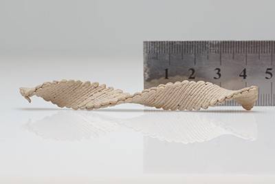 A piece of wood twisted into a helix, placed in front of a ruler that indicates it's about 8cm long
