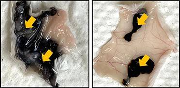 Two side-by-side images of mouse tissue: on the left, a commercial ink diffused out; on the right, the new colon tattoo diffused less