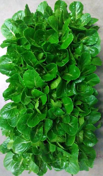 An overhead shot of transgenic lettuce growing