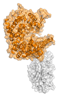 Ribbon diagram of human protein, in orange, interacting with virus protein, in gray