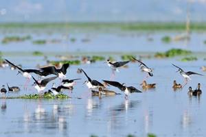 A flock of white and black birds are landing on a smooth water surface that has brown ducks swimming on it and clumps of green floating plants. 
