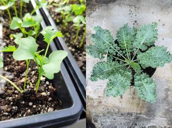 Photos showing young kale plants and mature kale plants growing in containers.