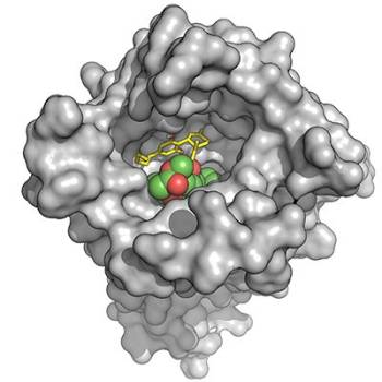 Computational model shows a gray opioid receptor with a yellow stick structure representing CBD, which is interfering with opioid binding, with the opioid shown as green and red balls.