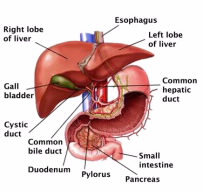 A scientific diagram of the liver and small intestine