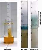 An experimental test strip demonstrating a visible color change