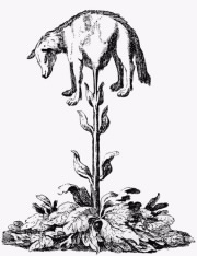 A pen and ink illustration of a lamb growing on a plant