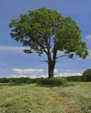 A wide shot of a walnut tree in a grassy field