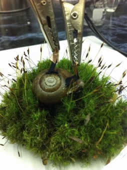 A snail on a bed of moss