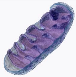 mitochondria illustration
