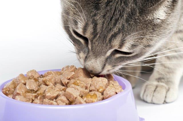 Fishflavored cat food could contribute to feline hyperthyroidism