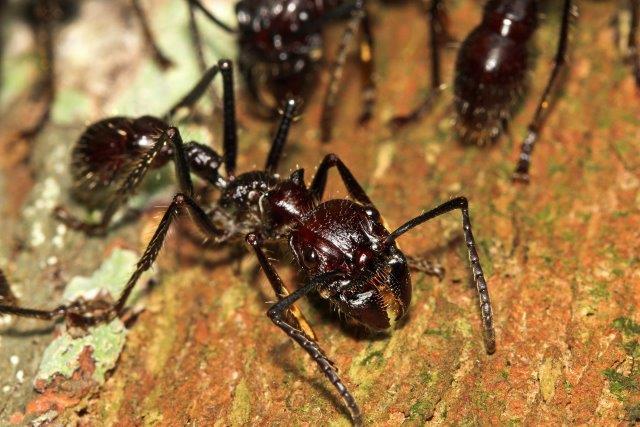 ants with venom