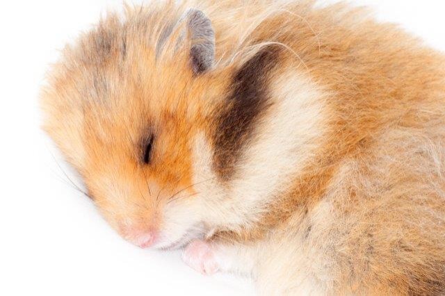 Hibernating hamsters could provide new clues to Alzheimer's disease -  American Chemical Society