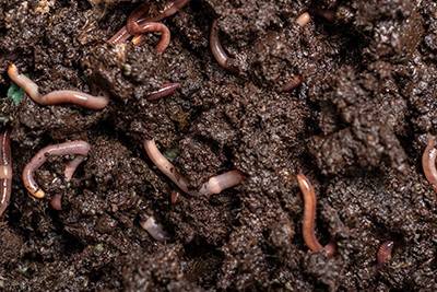 Earthworms could help reduce antibiotic resistance genes in soil - American  Chemical Society