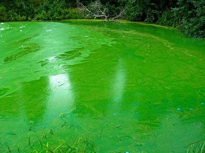 An indicator solution’s fluorescence and visible color changes could be used to predict impending algal blooms.