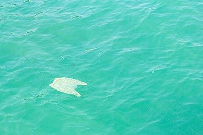 Plastic shopping bag floating in large body of water.