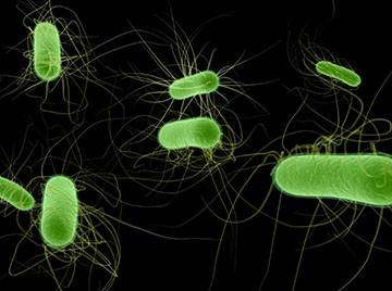Illustration of microscopic E. coli