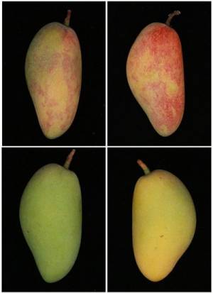 Four photographs of different mangoes. The top two show patches of deep red, while the bottom two are yellow green in color.