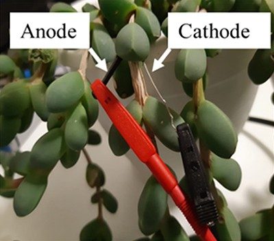 Leaves of a succulent plant. Two pieces of metal marked “anode” and “cathode” are inserted into one leaf and connected to electrical wires.