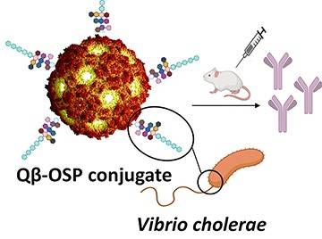 Scientific illustration of vaccine conjugate (Qβ-OSP) interacting with cholera bacteria