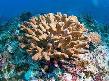 An orange-brown coral in the foreground, among other coral species in the reef