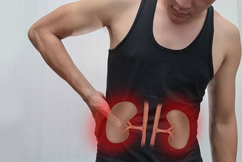 person holding side with illustration of kidney superimposed on torso