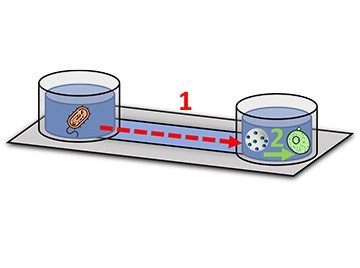 Scientific illustration of yeast communicating with bacteria via nanotranslator