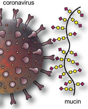 Scientific illustration of a coronavirus spike protein interacting with a mucin, with the glycans depicted as red squares