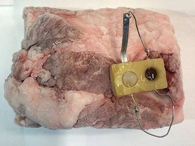 A piece of frozen pork is connected to an edible food sensor.