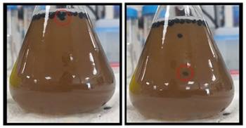On the left, a flask filled with a brown liquid has black beads floating on the surface. On the right, a flask filled with a brown liquid has two black beads sinking toward the middle of the flask and other black beads are floating on the surface. 